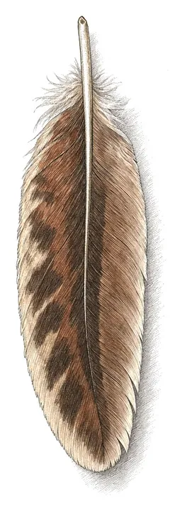 A brown, barred sparrow’s wing feather.